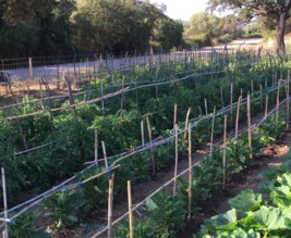 le potager de l'Auberge Kallisté