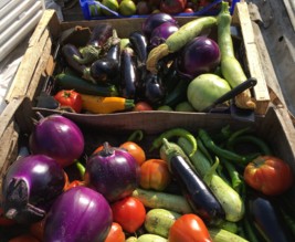 le potager de l'Auberge Kallisté