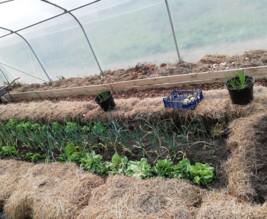 Potager de la famille