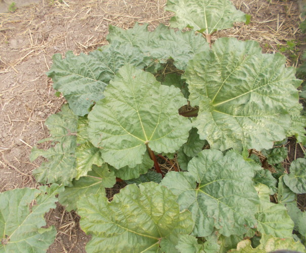 Ô Bons produits des jardins de Nounou