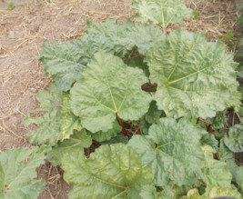 Ô Bons produits des jardins de Nounou