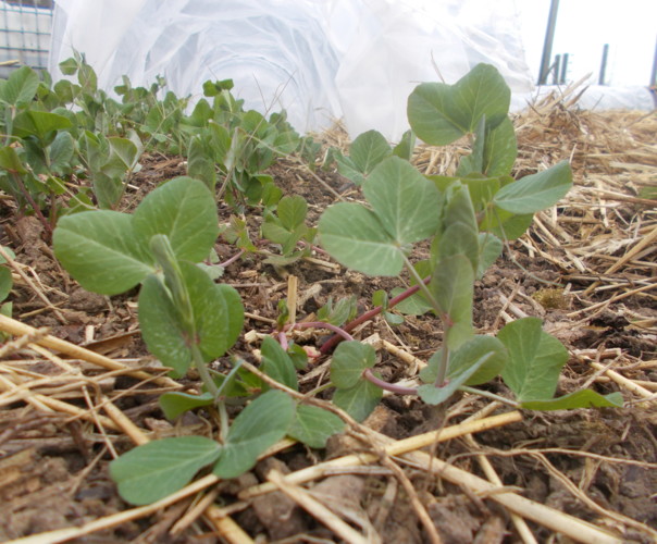 Ô Bons produits des jardins de Nounou