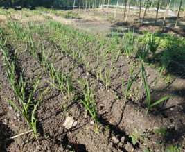 Le Potager de Steph