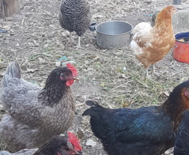 Le Potager de Steph