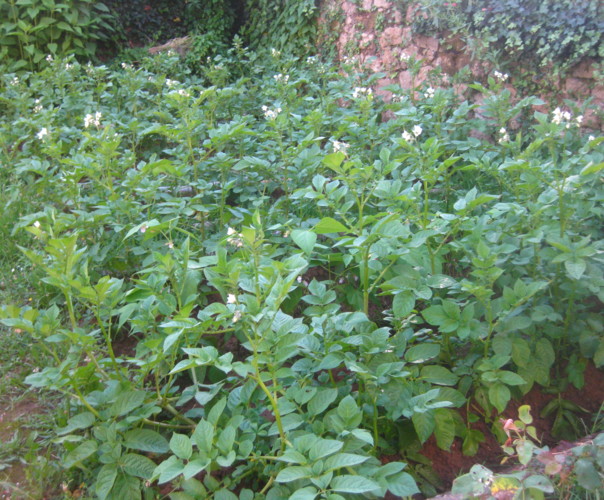 Potager Maison Sarladais