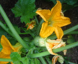 Potager Maison Sarladais