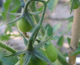 Potager Maison Sarladais