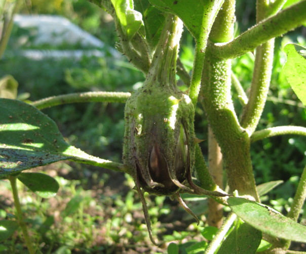 Potager Maison Sarladais