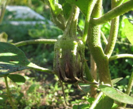 Potager Maison Sarladais