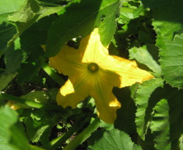 Potager Maison Sarladais