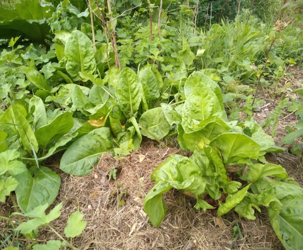 Le jardin du phoenix