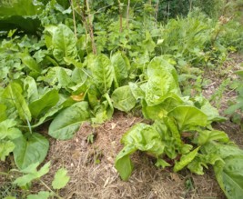 Le jardin du phoenix