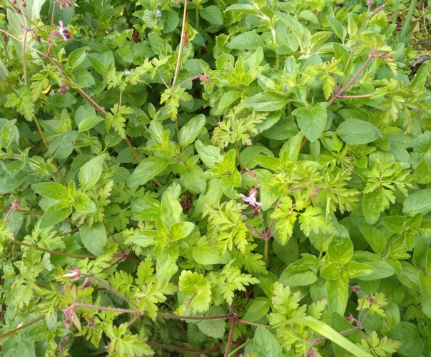 Le jardin du phoenix