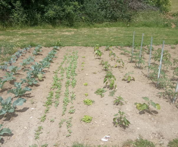 Mon potager familial