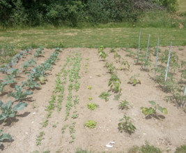 Mon potager familial