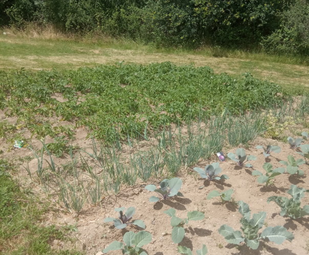 Mon potager familial