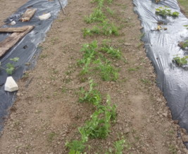 Mon potager familial