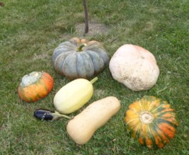 Mon petit potager d'ici