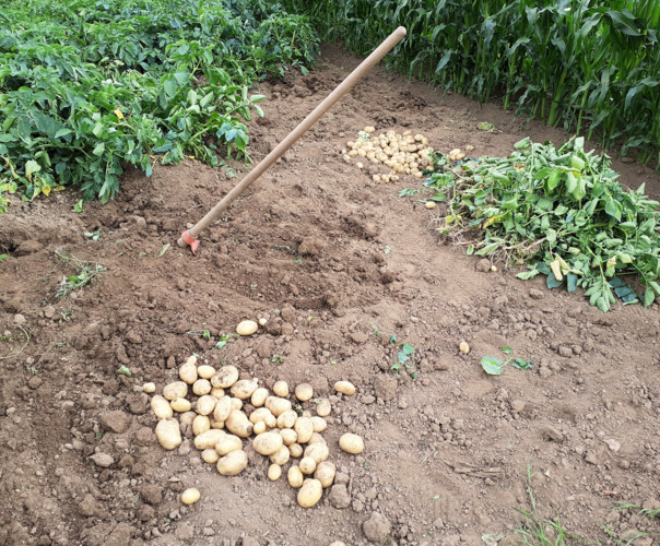 jardin ouvrier de flers