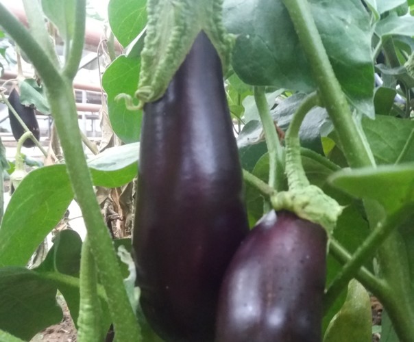 le jardin de stef et nath