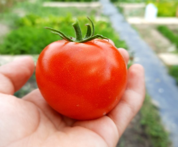 Le potager enchanté