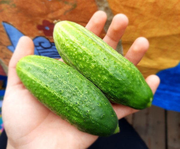 Le potager enchanté