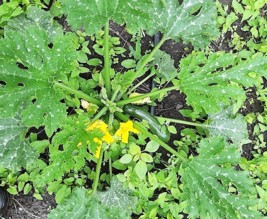 La Ferme de l'Aubette