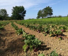 ferme de serpolet