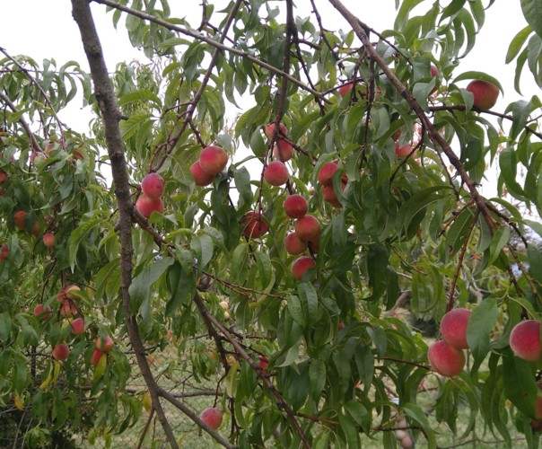 Le jardin sauvage de Pouilly
