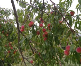 Le jardin sauvage de Pouilly