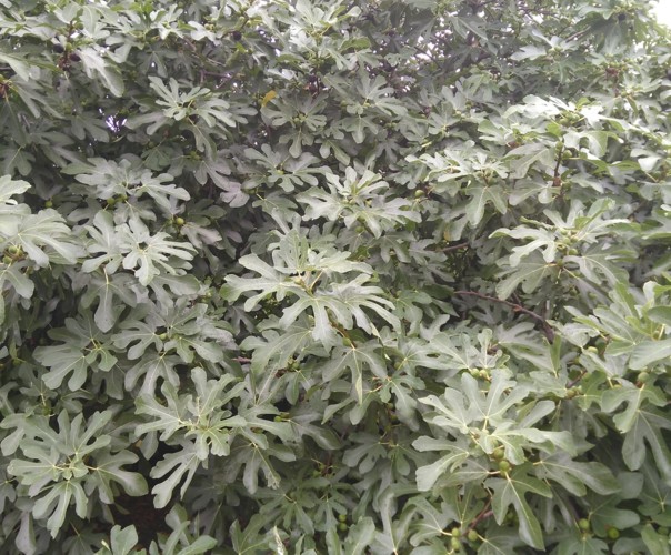 Le jardin sauvage de Pouilly