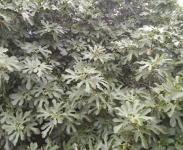 Le jardin sauvage de Pouilly