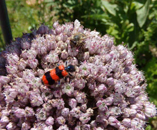 Jardin de Virginie