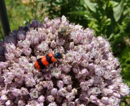 Jardin de Virginie