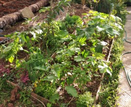 Le potager d'Alexandra