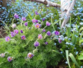 Jardin éco-nature-bio