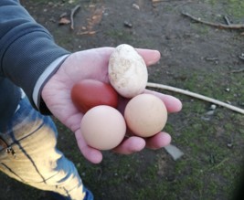 La micro-ferme de Charles et Marine