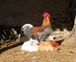 La micro-ferme de Charles et Marine