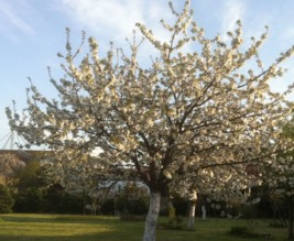 POTAGER DES ECOINS