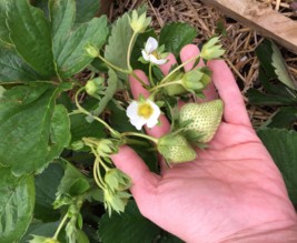 Mon jardin’haie