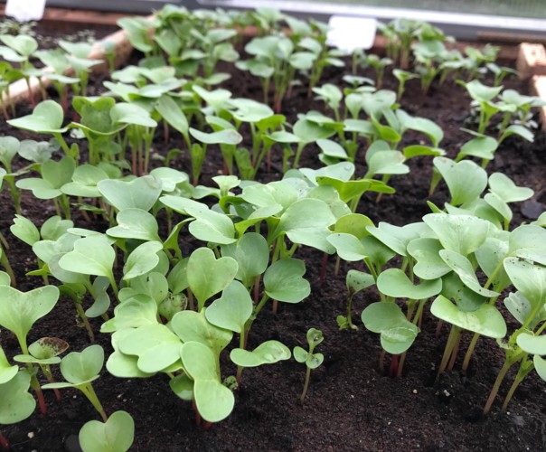 Mon jardin’haie