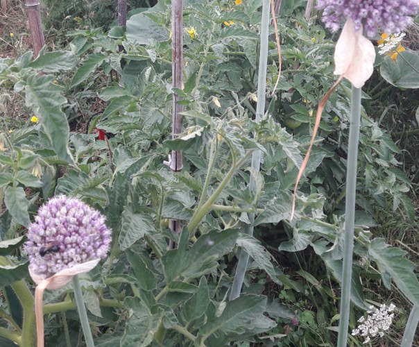 Le jardin de Marjorie