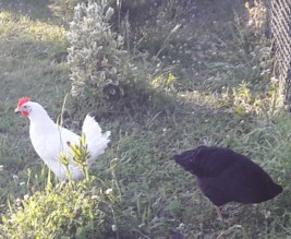 Le jardin de Marjorie