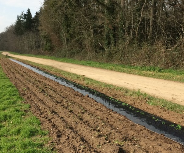 HERIN ( JARDIN D'ADAM )