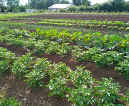 Jardins de l'herm