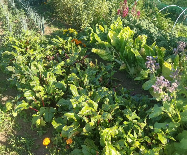 Potager du Goyen