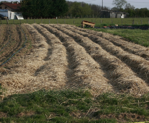 La ferme Gambetta