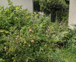 Mon potager Gosselin