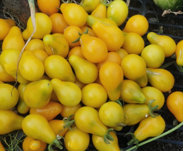 Légumes 100% sans engrais chimique