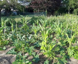 Le jardin de la Gloriette